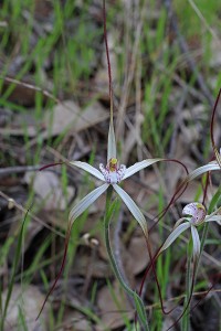 Noble Spider Orchid