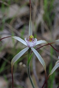 Noble Spider Orchid