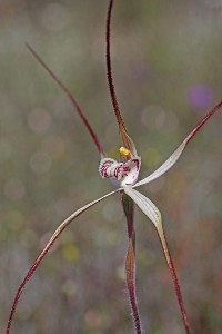 Joseph Spider Orchid