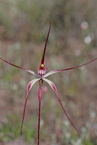 Joseph Spider Orchid