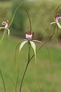 Spider Orchid