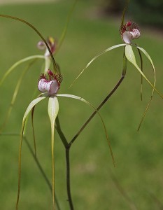 Spider Orchid