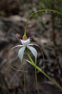 Sandplain White Spider Orchid