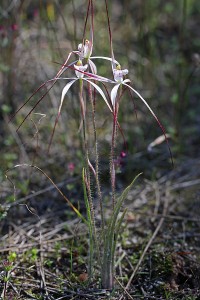 Common Spider Orchid