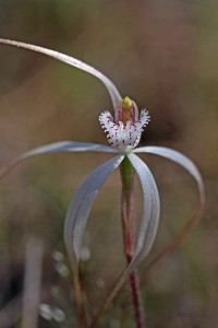 Common Spider Orchid