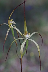 Primrose Spider Orchid