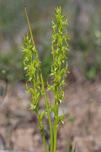 Little Laughing Leek Orchid
