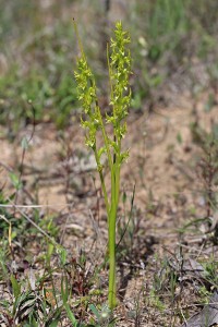 Little Laughing Leek Orchid