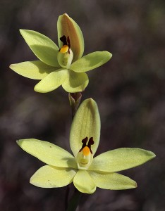 Lemon Scented Sun Orchid
