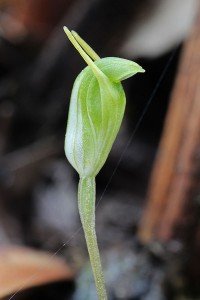 Short-eared Snail Orchid