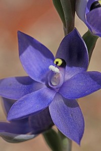 Scented Sun Orchid