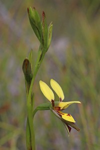 Bristly Donkey Orchid