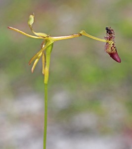 Late Hammer Orchid