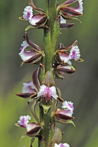 Fringed Leek Orchid