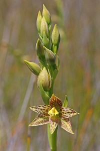 Leopard Orchid