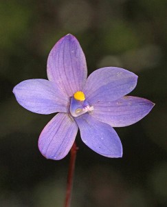 Lilac Sun Orchid