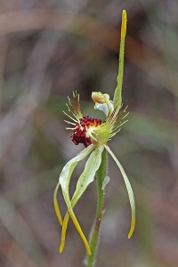Club-lipped Spider Orchid