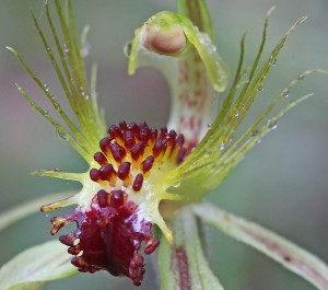 Club-lipped Spider Orchid
