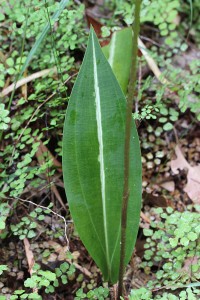 Slipper Orchid leaf
