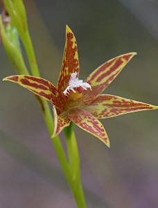 Chestnut Sun Orchid