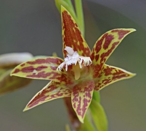 Chestnut Sun Orchid