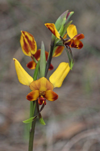 Winter Donkey Orchid