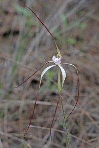 Pendant Spider Orchid