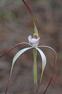 Pendant Spider Orchid