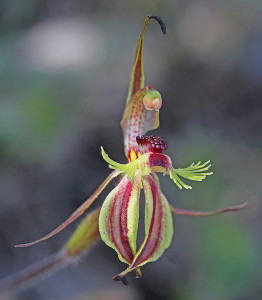 Crab-lipped Spider Orchid