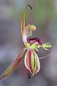 Crab-lipped Spider Orchid
