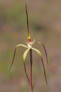 Primrose Spider Orchid