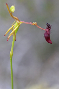 Lonely Hammer Orchid