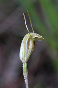 Snail Orchid