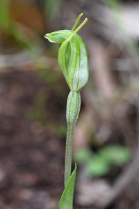 Short-sepalled Snail Orchid