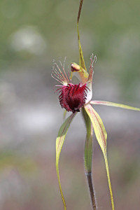 Grand Spider Orchid