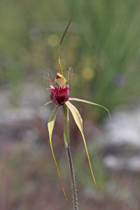 Grand Spider Orchid