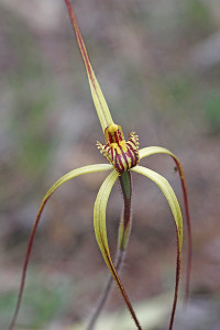 Lemon Spider Orchid
