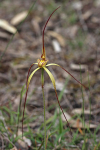 Lemon Spider Orchid