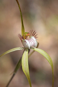Island Point Spider Orchid
