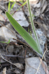 Island Point Spider Orchid leaf