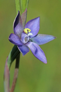 Slender Sun Orchid