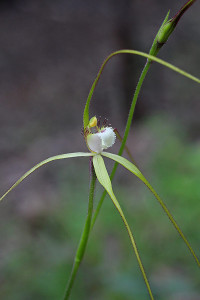 Albany Spider Orchid