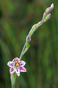 Swamp Sun Orchid