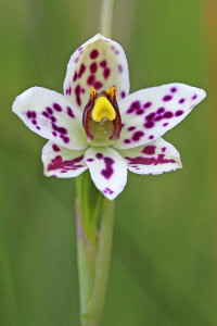 Swamp Sun Orchid