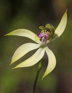 Leafless Orchid