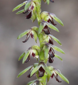 Pygmy Orchid
