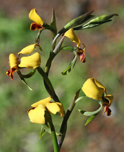 Yellow Granite Donkey Orchid