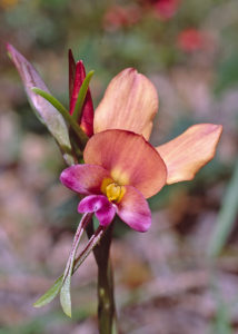 Darling Scarp Donkey Orchid