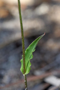 Crinkle-leafed Bunny Orchid leaf