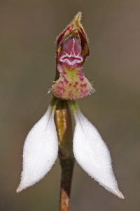 Swamp Bunny Orchid